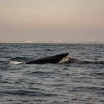 A whale monitoring expedition in the Atlantic Ocean off the coast of Long Island.